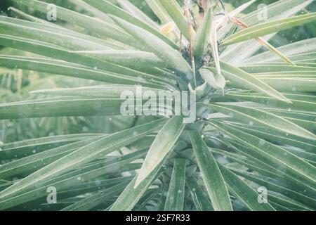 Yucca sous la pluie, jardin jardinage horticulture nature environnement naturel, bokeh de saison météorologique, plante architecturale verte, aménagement paysager esthétique moderne Banque D'Images