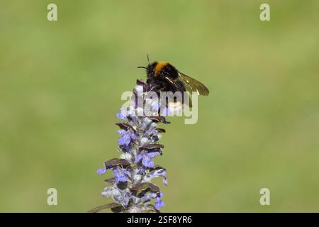 Apidae de la famille des bourdons coucou sur les fleurs de Bugleweed, Buggle commun (Ajuga reptans). Bombus vestalis ou Bombus bohemicus. Printemps, pays-Bas, avril Banque D'Images