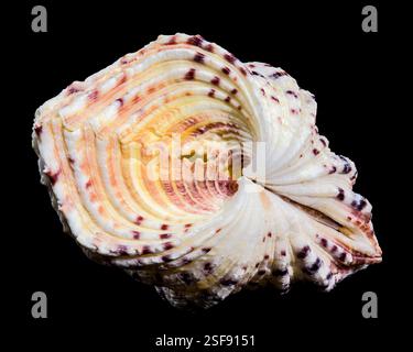 Gros plan d'un hippopus hippopus, également connu sous le nom de palourde de sabot de cheval, présentant sa coquille striée distinctive avec des motifs violets et orange, contre un Banque D'Images