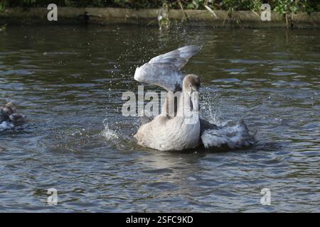 Cygnet Swan ayant une éclaboussure dans le lac. Banque D'Images
