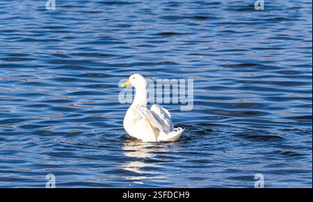 Gros plan d'un canard blanc sur un lac, Tbilissi, Géorgie Banque D'Images