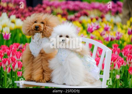 Gros plan de deux chiens balayés par le vent portant des foulards assis sur un banc devant des tulipes multicolores Banque D'Images