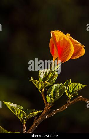 Hibiscus Hibiscus rosa-sinensis cultivar 16455 Banque D'Images