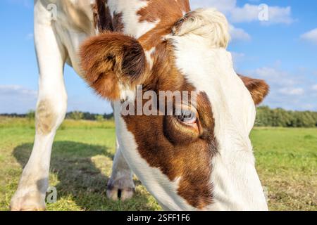 Oeil de vache regardant de près, pâturant la tête de bétail tacheté rouge marbré, debout dans un pâturage vert et un ciel bleu avec des nuages Banque D'Images