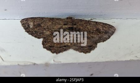 Twig Looper (Ectropis excursaria), Insecta, Reservoir VIC 3073, Australie Banque D'Images