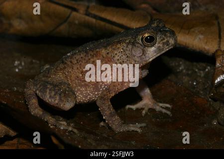 Crapaud du Congo français (Sclerophrys gracilipes), amphibie, Madingo-Kayes, Conkouati, CG-Ko, CG Banque D'Images