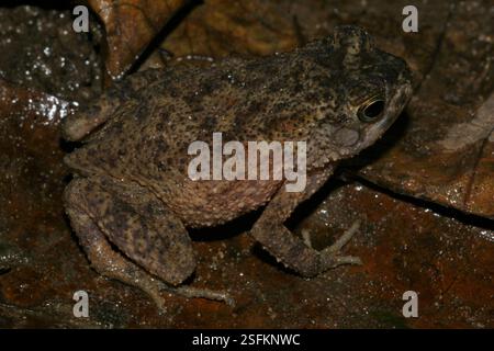 Crapaud du Congo français (Sclerophrys gracilipes), amphibie, Madingo-Kayes, Conkouati, CG-Ko, CG Banque D'Images
