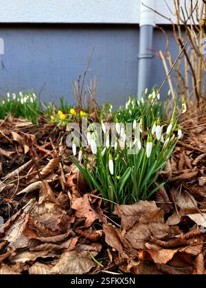 Snowdrop fleurs sauvages à la base d'un arbre dans Banque D'Images
