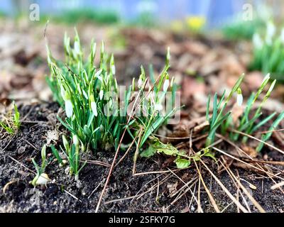 Snowdrop fleurs sauvages à la base d'un arbre dans Banque D'Images