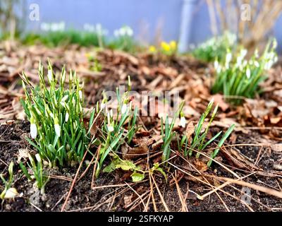 Snowdrop fleurs sauvages à la base d'un arbre dans Banque D'Images