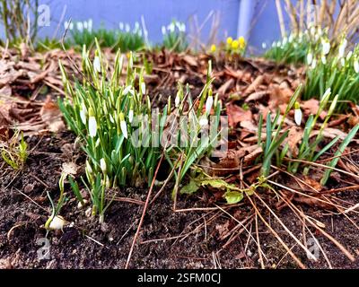 Snowdrop fleurs sauvages à la base d'un arbre dans Banque D'Images