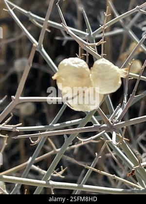 Paperbag Bush (Scutellaria mexicana), Plantae, Joshua Tree National Park, Joshua Tree, CA, US, Paperbag Bush (Scutellaria mexicana) alias Vessie-sage., Bladdersage mexicain. Arbuste indigène et pérenne qui pousse jusqu'à 1,5 m (3 pi) de haut sur des pentes sablonneuses à graveleuses et dans les lavages du désert, les broussailles et les habitats de chêne ou de genévrier pinon. Il est densément ramifié avec des tiges tomenteuses blanches avec des pointes ressemblant à des épines. Les feuilles sont opposées et simples. Il se distingue par ses lobes de calice qui se développent en un petit sac ou une coquille en forme de lame autour du fruit. Le pic de floraison est avril-juin, mais les sacs sont durables et M. Banque D'Images