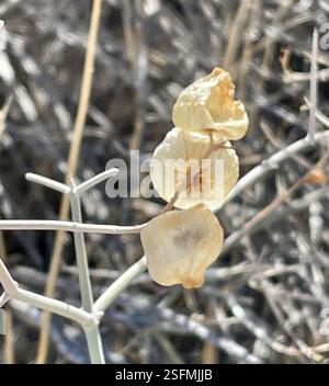 Paperbag Bush (Scutellaria mexicana), Plantae, Joshua Tree National Park, Joshua Tree, CA, US, Paperbag Bush (Scutellaria mexicana) alias Vessie-sage., Bladdersage mexicain. Arbuste indigène et pérenne qui pousse jusqu'à 1,5 m (3 pi) de haut sur des pentes sablonneuses à graveleuses et dans les lavages du désert, les broussailles et les habitats de chêne ou de genévrier pinon. Il est densément ramifié avec des tiges tomenteuses blanches avec des pointes ressemblant à des épines. Les feuilles sont opposées et simples. Il se distingue par ses lobes de calice qui se développent en un petit sac ou une coquille en forme de lame autour du fruit. Le pic de floraison est avril-juin, mais les sacs sont durables et M. Banque D'Images
