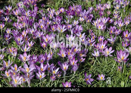 Crocus poussant dans l'herbe. Banque D'Images
