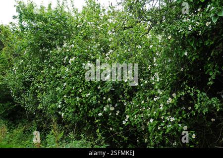 Roses de chien, Rosa Canina, fleurissant dans une haie. Banque D'Images