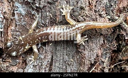 Salamandre arboricole (Aneides lugubris), Amphibia, la Honda Creek Open Space Preserve, Redwood City, CA, États-Unis Banque D'Images