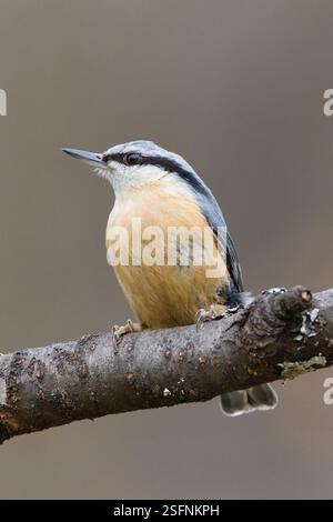 Oiseau commun Sitta europaea aka écoutille eurasienne perchée sur la branche. Nature de la république tchèque. Banque D'Images