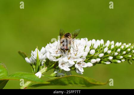Mouche à mouches effilées, Eristalis pertinax sur fleurs blanches de Loosestrife en col de cygne (Lysimachia clethroides). Primevre de la famille (Primulaceae). Juillet, Banque D'Images