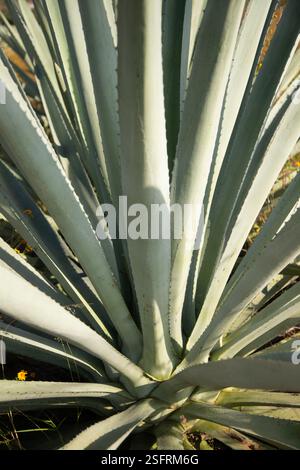 Maguey (Agave americana), Oaxaca, Mexique Photo Stock - Alamy