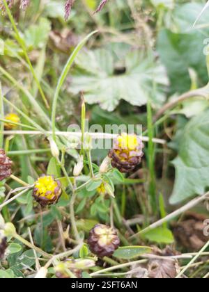 Trèfle marron (Trifolium spadiceum), Plantae, Ushuaia, Terre de feu, Argentine Banque D'Images