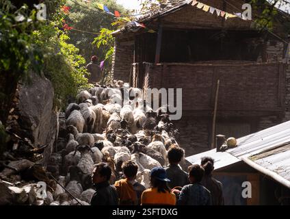 Manaslu, Népal - 19 novembre 2024 : des bergers locaux mènent un grand troupeau de moutons le long du circuit de randonnée de Manaslu près du village de Philim dans l'Himalaya Banque D'Images
