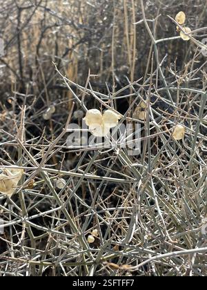 Paperbag Bush (Scutellaria mexicana), Plantae, Joshua Tree National Park, Joshua Tree, CA, US, Paperbag Bush (Scutellaria mexicana) alias Vessie-sage., Bladdersage mexicain. Arbuste indigène et pérenne qui pousse jusqu'à 1,5 m (3 pi) de haut sur des pentes sablonneuses à graveleuses et dans les lavages du désert, les broussailles et les habitats de chêne ou de genévrier pinon. Il est densément ramifié avec des tiges tomenteuses blanches avec des pointes ressemblant à des épines. Les feuilles sont opposées et simples. Il se distingue par ses lobes de calice qui se développent en un petit sac ou une coquille en forme de lame autour du fruit. Le pic de floraison est avril-juin, mais les sacs sont durables et M. Banque D'Images