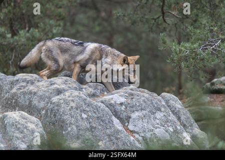 Un jeune loup gris eurasien mâle (Canis lupus lupus) courant à travers une forêt de rochers et de bruyères. Végétation verte en arrière-plan Banque D'Images