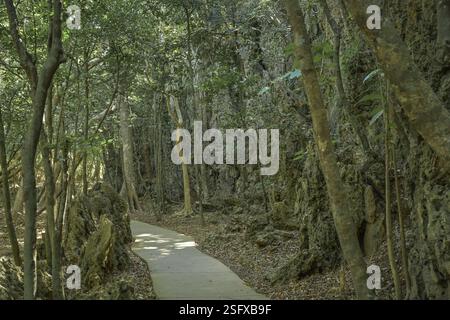 Racines aériennes de la figue banane, sentier de randonnée à travers les falaises calcaires, anciens récifs coralliens, sentier de récif corallien, vallée des racines de figue suspendue, Kenting Nati Banque D'Images