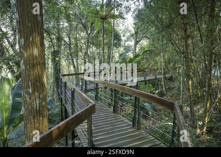 Sentier de randonnée au temple Xuan Zang, paysage de montagne sur le côté est du lac Sun Moon, canton de Yuchi, comté de Nantou, Taiwan, Asie Banque D'Images