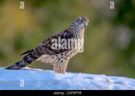 Goshawk eurasien (Astur gentilis gentilis) de Hov, dans l'est de la Norvège, en février. Banque D'Images