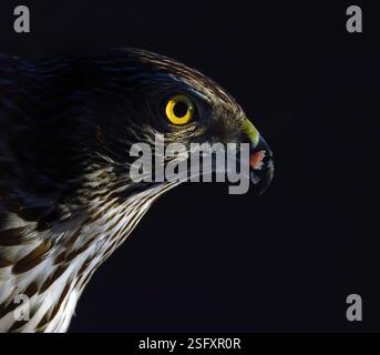 Goshawk eurasien (Astur gentilis gentilis) de Hov, dans l'est de la Norvège, en février. Banque D'Images