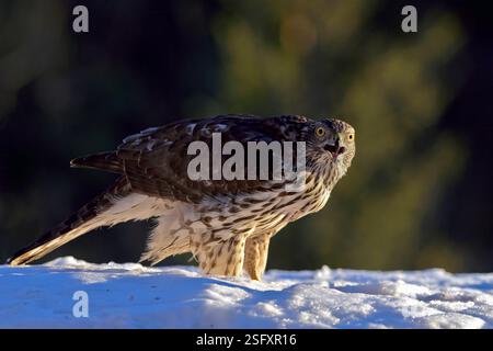 Goshawk eurasien (Astur gentilis gentilis) de Hov, dans l'est de la Norvège, en février. Banque D'Images