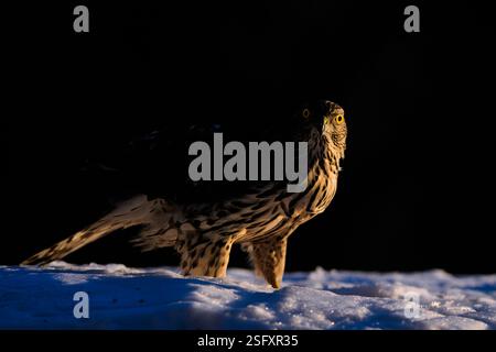 Goshawk eurasien (Astur gentilis gentilis) de Hov, dans l'est de la Norvège, en février. Banque D'Images