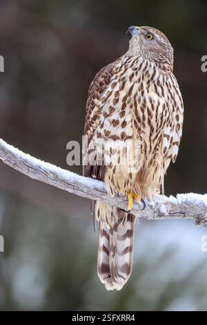Goshawk eurasien (Astur gentilis gentilis) de Hov, dans l'est de la Norvège, en février. Banque D'Images