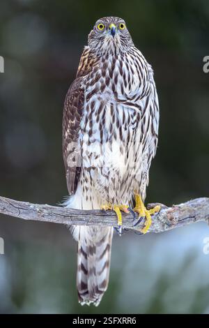 Goshawk eurasien (Astur gentilis gentilis) de Hov, dans l'est de la Norvège, en février. Banque D'Images