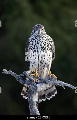 Goshawk eurasien (Astur gentilis gentilis) de Hov, dans l'est de la Norvège, en février. Banque D'Images