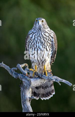 Goshawk eurasien (Astur gentilis gentilis) de Hov, dans l'est de la Norvège, en février. Banque D'Images
