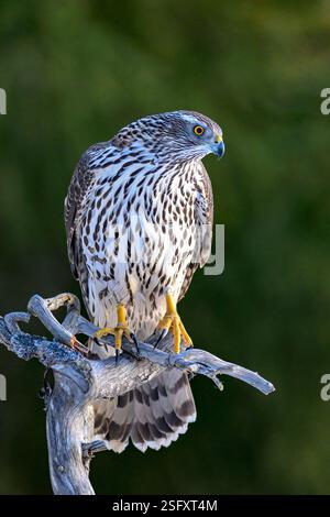 Goshawk eurasien (Astur gentilis gentilis) de Hov, dans l'est de la Norvège, en février. Banque D'Images