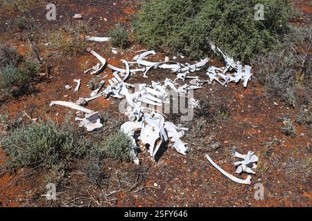 Un squelette de vache blanchi par le soleil se trouve dans le vaste désert d'Australie occidentale près de Laverton, un rappel brutal des conditions difficiles de l'Outback. Banque D'Images