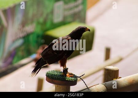 Un faucon perché sur un stand en bois, présentant son bec pointu et ses plumes. L'arrière-plan est flou, suggérant un cadre extérieur, peut-être un oiseau sh Banque D'Images