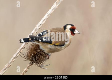Goldfinch se nourrissant de Teasel Banque D'Images