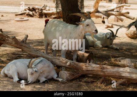 Un groupe de chèvres blanches reposant dans un cadre naturel avec des branches sèches et un sol sablonneux. Une chèvre se tient debout tandis que les autres se couchent, mettant en valeur leur corne Banque D'Images