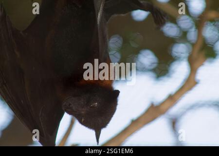 Gros plan d'une chauve-souris suspendue à l'envers, mettant en valeur sa fourrure foncée et ses traits distinctifs. L'arrière-plan est flou avec des effets bokeh doux, highligh Banque D'Images