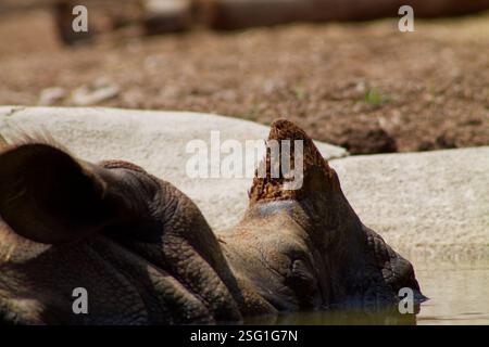 Gros plan d'un rhinocéros partiellement immergé dans l'eau, avec sa corne visible au-dessus de la surface. L'arrière-plan est flou, soulignant le t du rhinocéros Banque D'Images
