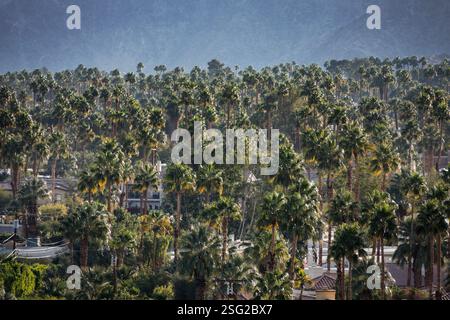 Oasis de forêt de palmiers résidentielle dense dans la communauté Palm Desert près de Palm Springs et Rancho Mirage en Californie. Banque D'Images