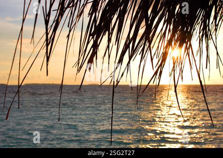Paisible coucher de soleil tropical à travers les feuilles de palmier au bord de l'océan. Coucher de soleil à travers les palmiers secs sur la plage. Banque D'Images