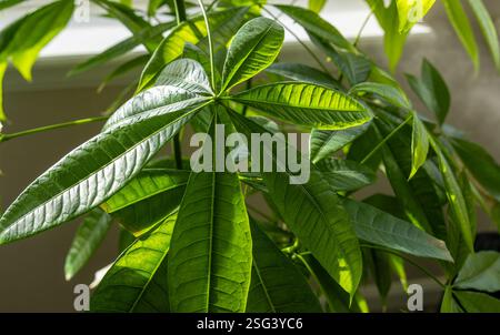 Arbre d'argent (Pachira aquatica) plante d'intérieur devant la fenêtre. Gros plan, mise au point sélective Banque D'Images