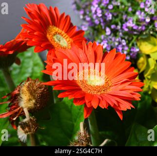 La belle orange profonde Gerber Daisy fleurit dans un jardin de l'Oregon. Gros plan. Banque D'Images