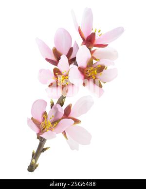 Branchlet avec des fleurs d'amandier rose isolé sur fond blanc Banque D'Images