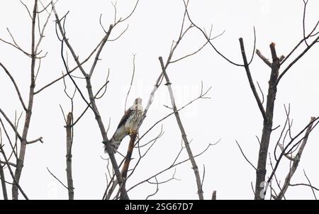 Un faucon à queue rouge perché sur la cime d'un arbre en hiver à la recherche de proies Banque D'Images